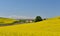 Yellow Canola Flower and farmhouse in Palouse