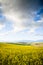 Yellow canola flowers in a valley