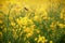 Yellow canola plants on the farmers field, with a blurred flying bee