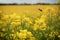 Yellow canola plants on the farmers field, with a blurred flying bee