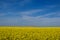 yellow canola rapeseed field. blue sky and white clouds. nature and outdoors.