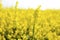 Yellow Canola or Rapeseed Flower