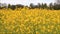 Yellow Canola Seed Field
