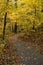 Yellow Canopy of Leaves Above Paved Trail