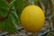 Yellow cantaloupe melon fruit on the vine