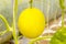 Yellow Cantaloupe melon growing in a greenhouse.