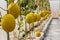 Yellow Cantaloupe melon growing in a greenhouse.