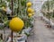 Yellow Cantaloupe melons growing in a greenhouse