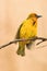 A yellow Cape Weaver bird, Ploceus capensis