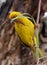 Yellow Cape weaver male