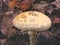 Yellow Capped Mushroom In Wild