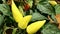 Yellow Capsicum annuum plant with bell peppers ripe on the shrub