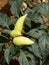 Yellow Capsicum annuum plant with bell peppers ripe on the shrub. The species is a source of popular sweet peppers and hot chilis