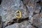 Yellow carabiner lies on the rock.