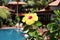 Yellow carcade flower on the tropical view background