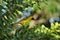 Yellow cardinal bird on branch