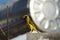 Yellow cardinal bird on house top