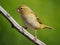 Yellow cardinal bird perching over green background