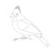 Yellow cardinal bird vector illustration coloring book