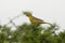 Yellow Cardinal, Gubernatrix cristata,