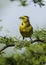Yellow Cardinal, Gubernatrix cristata,