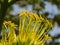 Yellow Caribbean Agave Flowers