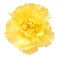 A yellow carnation