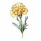 Yellow Carnation Flower Hand Drawn Illustration On White Background