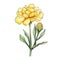 Yellow Carnation Flower Illustration: Tattoo-inspired Art For Children Book