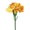 Yellow carnation flower. Isolated on white. Collection for Mother`s Day, victory day