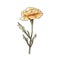 Yellow Carnation Illustration: Detailed Botanical Accuracy In Melancholic Style