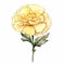 Yellow Carnation Watercolor Flower Illustration With Precise Linework
