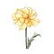Yellow Carnation Watercolor Painting: Detailed Character Illustration