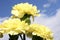 Yellow carnations