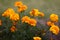 Yellow carnations flowers