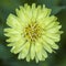 Yellow Carolina Desert-chicory Wildflower - Pyrrhopappus carolinianus