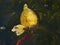 Yellow carp koi on the water surface