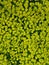 Yellow carpet floral background wallpaper texture design flowers