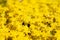 Yellow carpet of sedum lineare inflorescences of yellow flowers