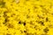 Yellow carpet of sedum lineare inflorescences of yellow flowers