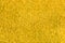 Yellow Carpet Surface Texture for Background