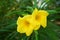 Yellow Cascabela thevetia flower