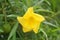 Yellow Cascabela thevetia flower