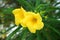 Yellow Cascabela thevetia flower