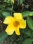Yellow Cascabela thevetia flower