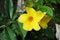 Yellow Cascabela thevetia flower