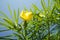 Yellow cascabela thevetia flower