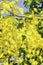 Yellow Cassia fistula