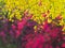 Yellow cassia fistula on blur pink background