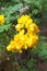 Yellow cassia flower